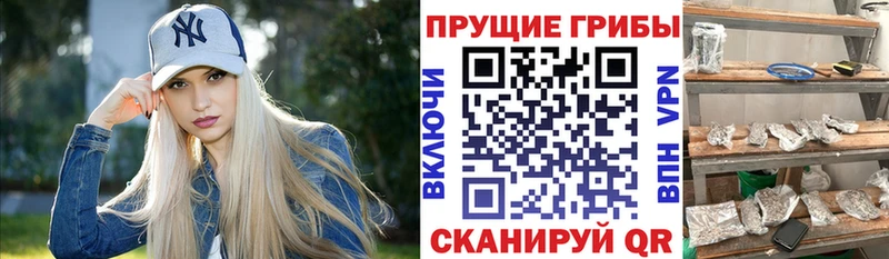 Галлюциногенные грибы Psilocybe  Купить где  Гудермес 